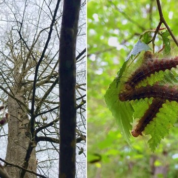 بیماری‌ها و بهداشت جنگل و مرتع